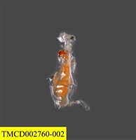 藏品(瓷蟹幼體)的圖片